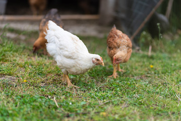 Chickens eating grass and walking in the farmyard. Close up with blurred background