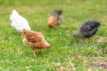 Chickens eating grass and walking in the farmyard. Close up with blurred background