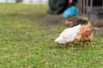 Chickens eating grass and walking in the farmyard. Close up with blurred background