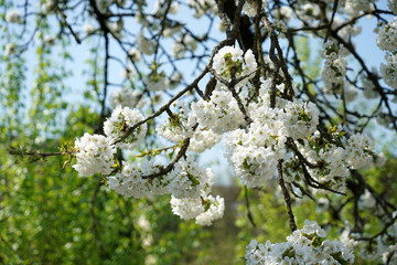 cherry blossom in spring