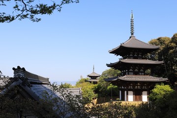 當麻寺の牡丹