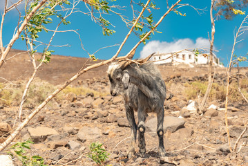 panorama island Fuerteventura south area of calm coast