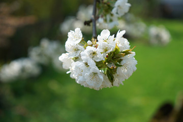 white cherry blossom