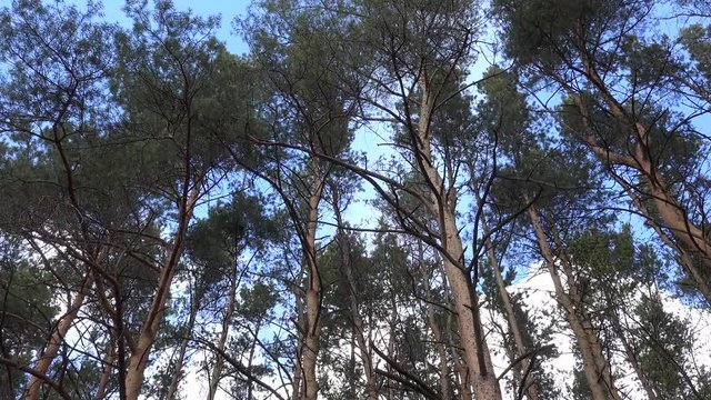 Tops of the pine forest. 