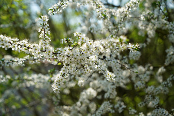 close up of a tree in spring