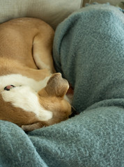 Rescue puppy on the couch snuggles into legs of owner