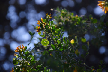 yellow leaves on blue sky
