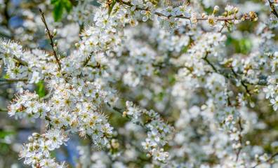tree blossoms closeup