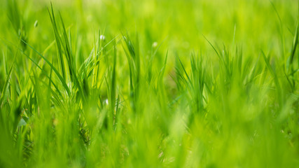 Spring green grass background selective focus