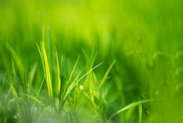 Spring green grass background selective focus