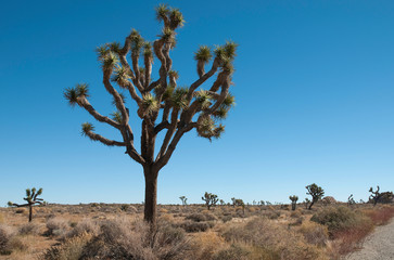 Obraz premium Joshua tree National Park, California