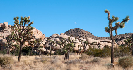 Joshua tree National Park, California
