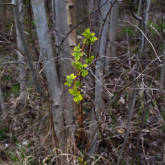 Green leaves around dry tree brunches