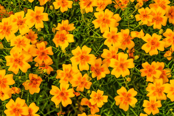 Natural orange bright thin-leaved marigolds flowers in the garden. Top view for background. Close-up.