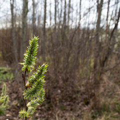 Green buds around trees close up