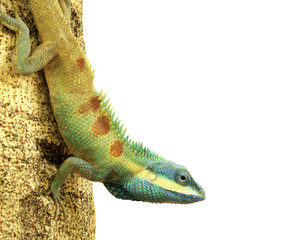 Fototapeta premium Chameleon on a log