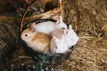 small rabbits in a basket on the background of hay