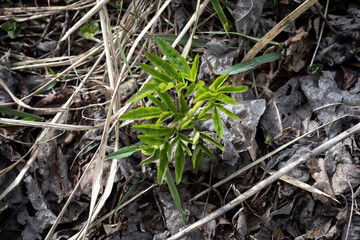 Small green sapling around dry leaves on a ground