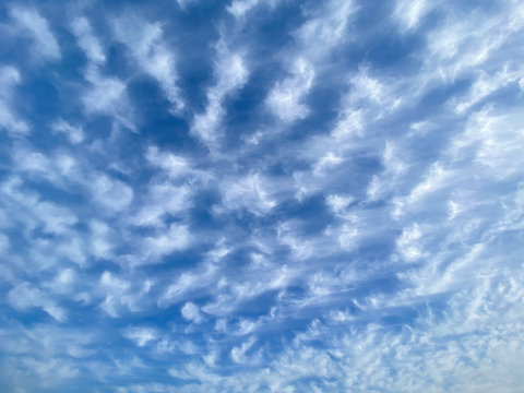 1,193 件の最適な 房状 画像、ストック写真、ベクター Adobe Stock