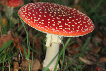 Fliegenpilz