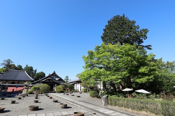 Fototapeta premium 当麻寺の牡丹