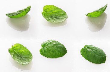 mint leaf isolated on a white background