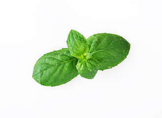 mint leaf isolated on a white background
