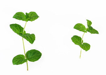 mint leaf isolated on a white background