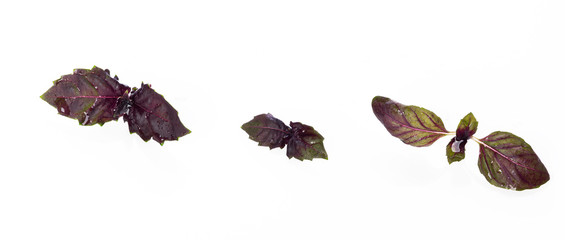 fresh red Basil leaves with water drops and reflection isolated on a white background