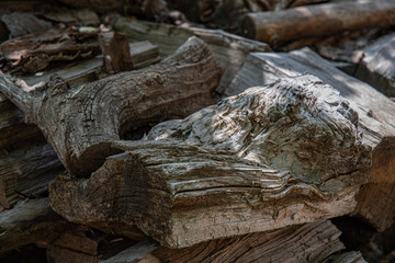 Fototapeta na wymiar Old tree trunks. Grunge wooden textures of aged tree wood closeup. Natural shades of brown grey hardwood