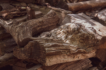 Old tree trunk. Grunge wooden textures of aged tree wood closeup. Natural shades of brown grey hardwood