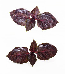 fresh red Basil leaves with water drops and reflection isolated on a white background