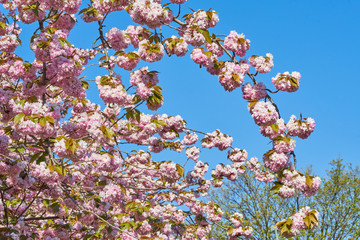 Rosa Baumblüten der japanischen Zierkirsche (Kurilenkirsche) im Frühling bei strahlendem...