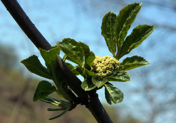 Black elderberry buds