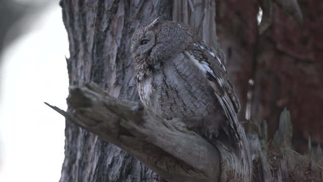 Eastern screech owl (Megascops asio) perching on a tree branch stretching, Ottawa, Canada