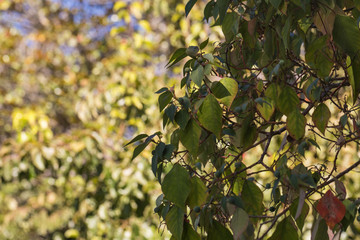 Leaves on a tree