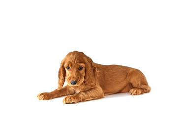 Cute, redhead puppy of english cocker spaniel on white background