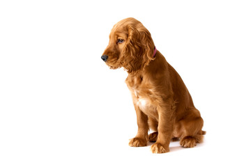 Cute, redhead puppy of english cocker spaniel on white background