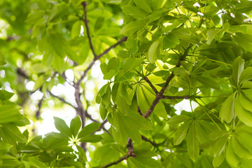 Ceiba leaves tree from el salvador 