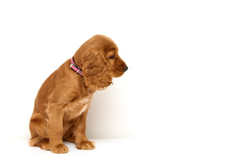 Cute, redhead puppy of english cocker spaniel on white background