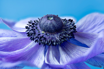 Center of a poppy anemone; Anemone coronaria