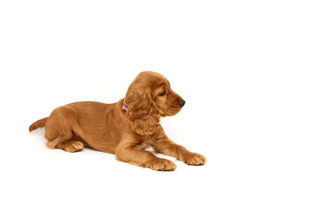 Cute, redhead puppy of english cocker spaniel on white background