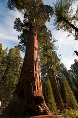 Fototapeta na wymiar Sequoia Trees at Autumn in Sequoia National Park, California.