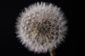 Pusteblume9