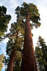 Fototapeta premium Sequoia Trees at Autumn in Sequoia National Park, California.