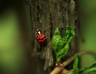 Red ladybird sitting on tree