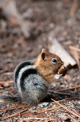 Naklejka na ściany i meble Squirrel close up in Yosemite national park.