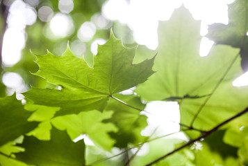 Green maple leaves