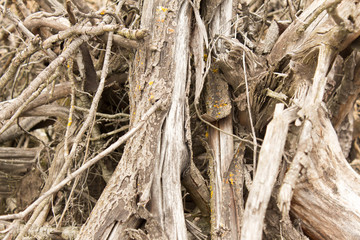 roots of old trees as background