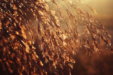 Obraz premium Plant with water droplets close-up for background